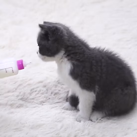 Kinpack Amazon Venda imperdível para animais de estimação Bico de água para animais de estimação Gatos Cães Alimentação de água para beber Suprimentos para animais de estimação
